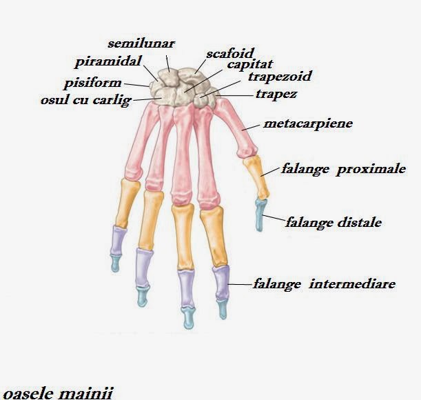 Anatomia mainii