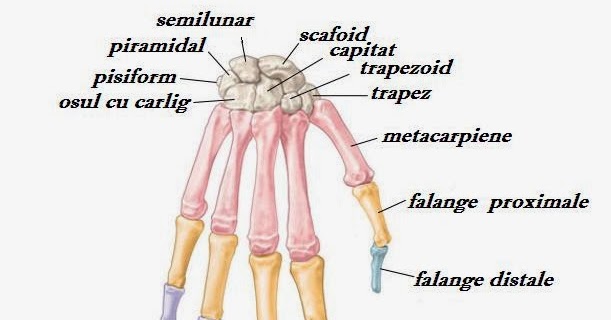artroza de gradul doi al tratamentului articulației genunchiului