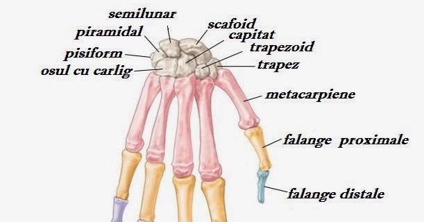 Anatomia mainii