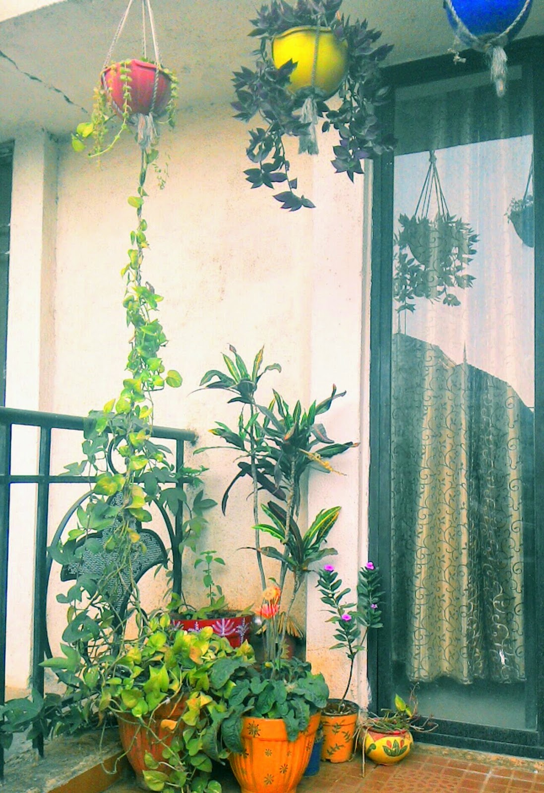 Hanging Baskets In My Small Balcony Garden INDOOR HOUSE PLANT GUIDE