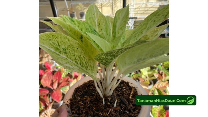 Harga Aglaonema Claudia Harga-Aglaonema-Claudia