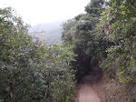 Jungle trail on January 24.