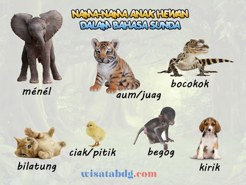 nama-nama anak hewan dalam bahasa sunda