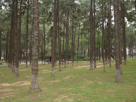 trees in a park