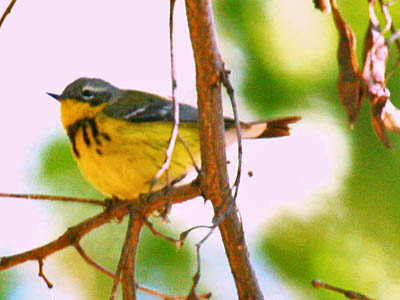 Photo of Magnolia Warbler in tree Photo of Magnolia Warbler in tree
