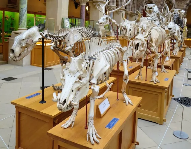 Oxford Museum of Natural History