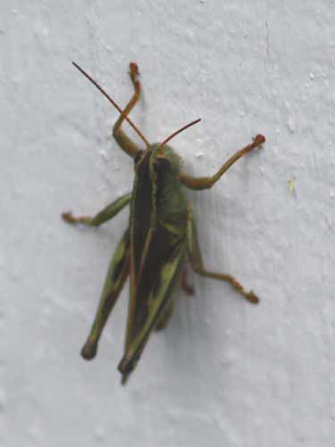 Bug Eric October 2014