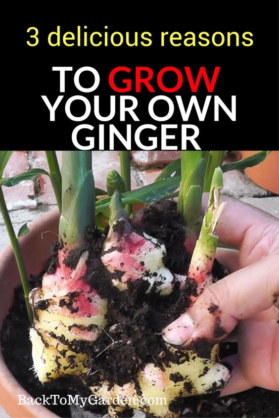 How to Grow Ginger at Home, Ginger Growing, Root Grow