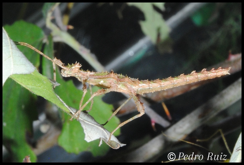 Ninfa macho L2 de Trachyaretaon sp. aurora, 2,2 cm de longitud Ninfa macho L2 de Trachyaretaon sp. aurora, 2,2 cm de longitud