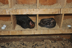 snake chicken coop carel chronicles found