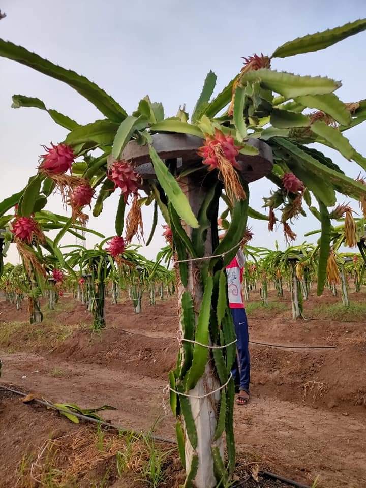 Rich Farm Kenya Profitable Agribusiness Ideas in Fruit Farming Why