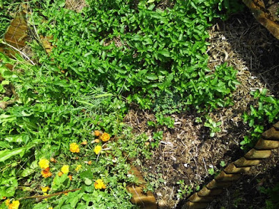 Orto di settembre: menta e tagete Orto di settembre: menta e tagete