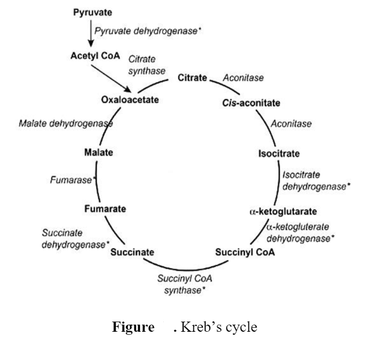 Kreb's cycle/ TCA (Tricarboxylic acid) cycle