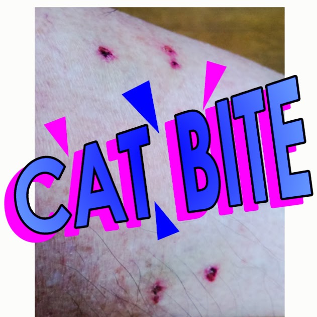 Do cats bite more than dogs?