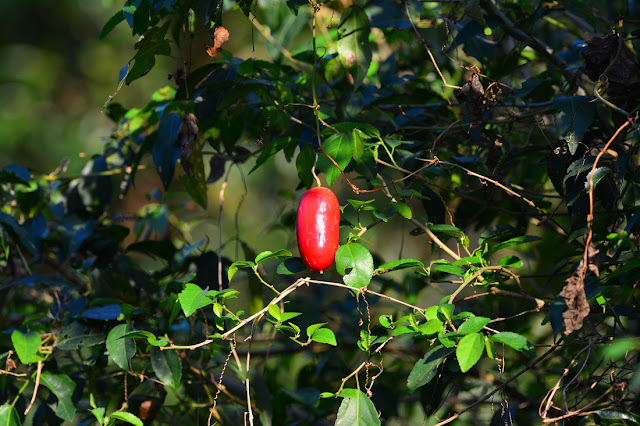 Coccinia mackenii Coccinia mackenii
