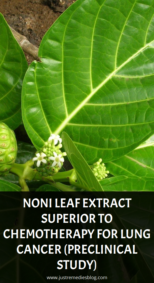 Noni Leaf Extract Superior To Chemotherapy for Lung Cancer (Preclinical