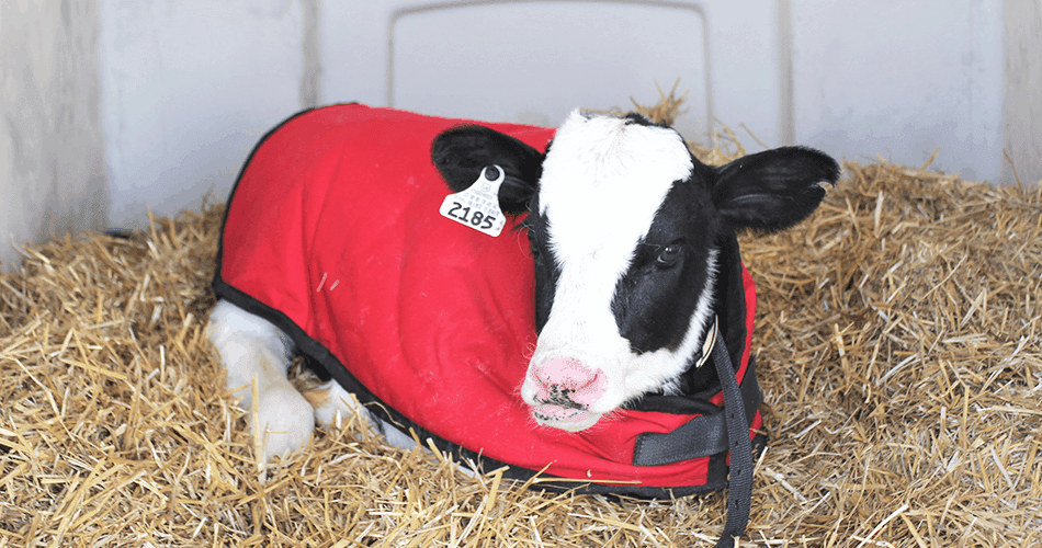 10 Tips for Good Calf health in Winter