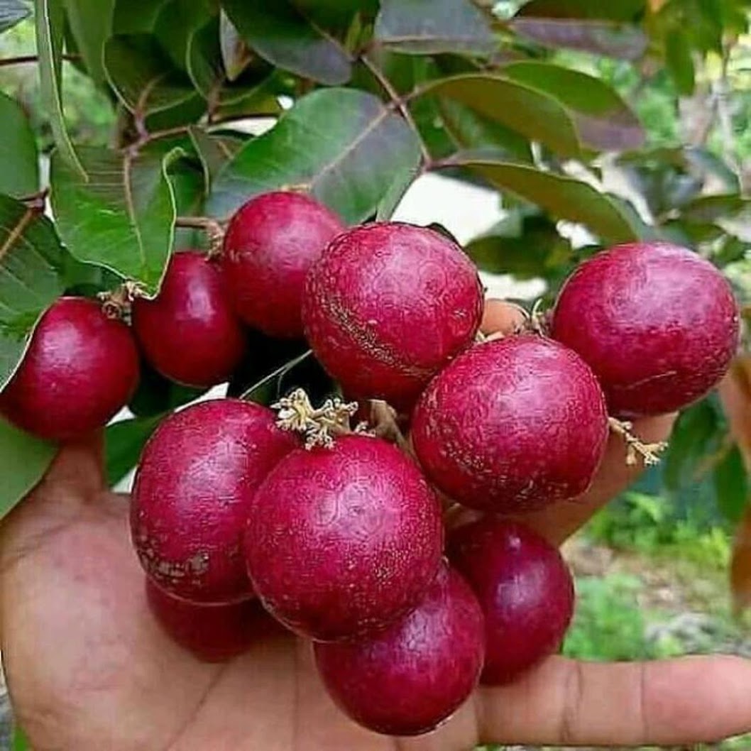 bibit klengkeng kelengkeng lengkeng merah berbunga bibit tanaman buah buahan bibit buah buahan pohon Maluku