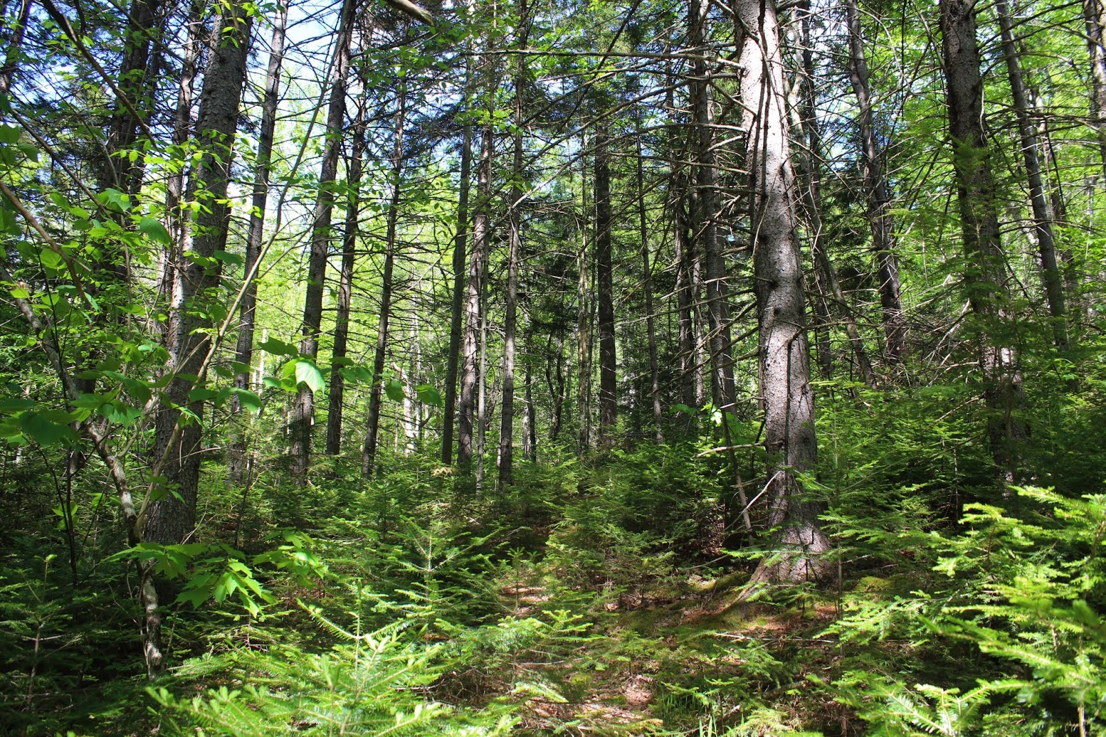 Walking Man 24 7 Eagle Pond & Eagle Pond Ledges(Wilcox Lake Wild