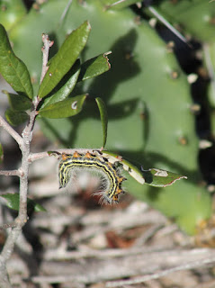 Oruga Oruga
