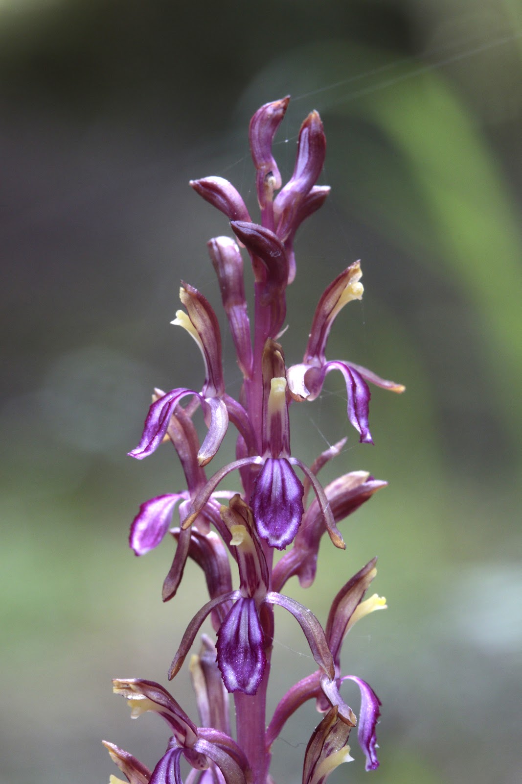 Native Orchids of the Pacific Northwest and the Canadian Rockies