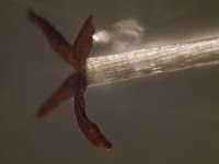 Sporophyte of Pale Liverwort/Chiloscyphus pallescens