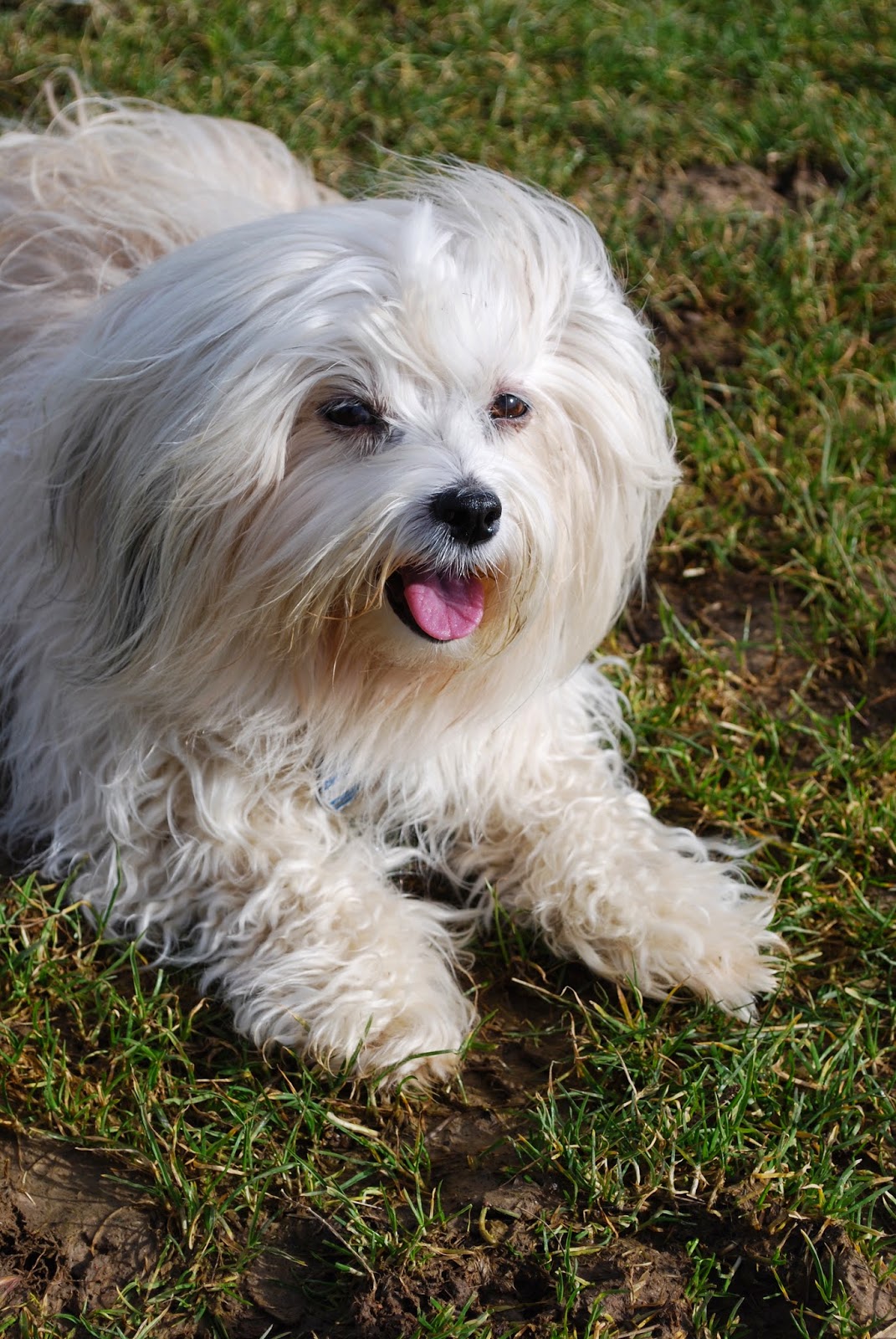 Infos über Havaneser Sie ist von uns gegangen