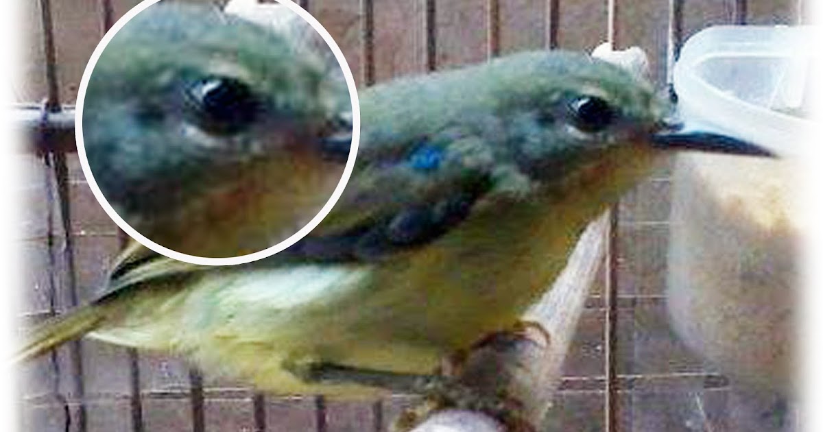 Cara Membedakan Jantan Betina Kolibri Wulung Rumah Kolibri