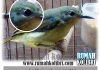 Cara Membedakan Jantan Betina Kolibri Ninja Yang Masih Ijo Rumah
