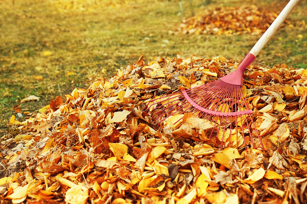 What's Lurking in Your Leaf Piles?