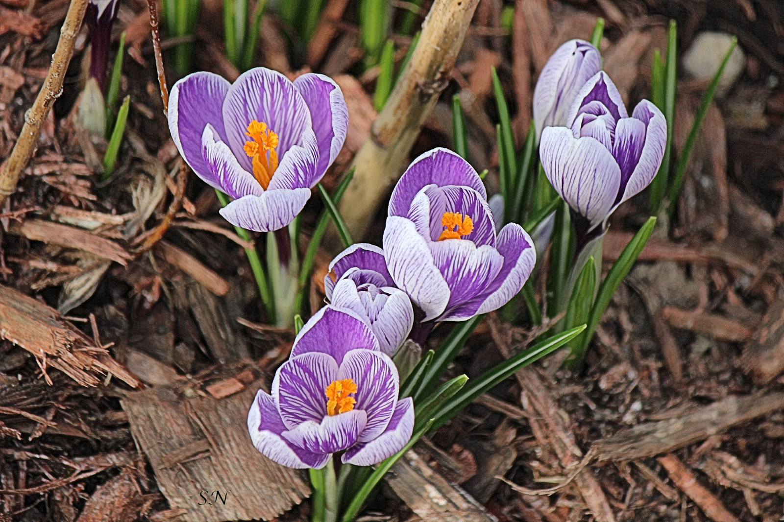 First Blooms Of Spring 12 Photos