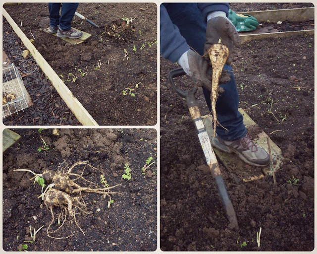 Digging up the parsnips - Grow Our Own