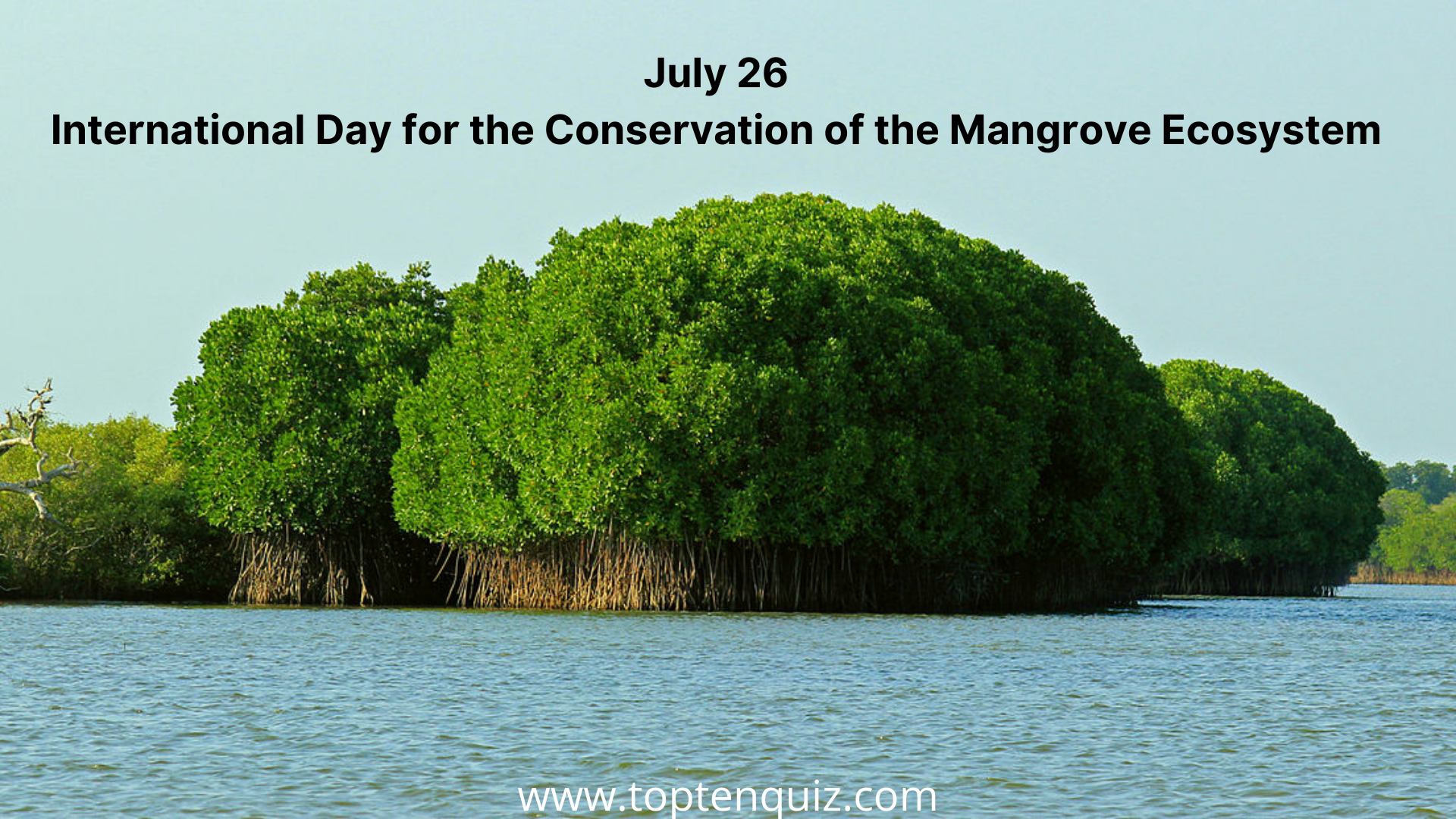 July 26 International Day for the Conservation of the Mangrove