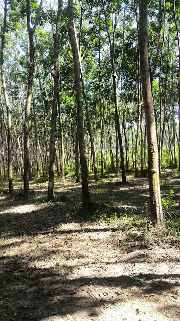 namakucella: KEBUN GETAH DI BELAKANG RUMAH NENEK