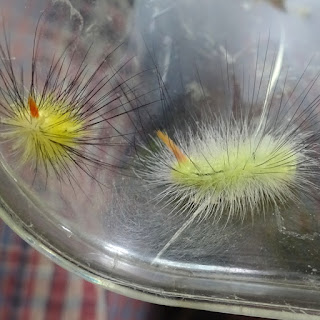 近所で宝探し かわいいとは言わないのかな