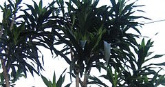 Khasiat dan Klasifikasi Daun Suji (Dracaena angustifolia)