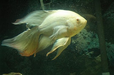 Feeding oscar fish bread