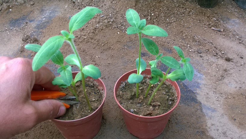The practice of thinning seedlings is to give them plenty of growing room so that they can receive all the proper growth requirements such moisture, nutrients, and light. Without having to compete with other seedlings.