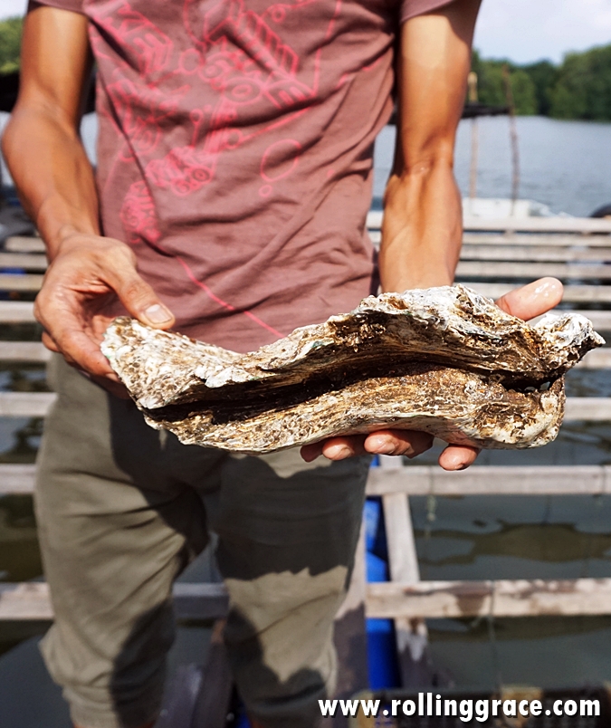 Fresh River Oysters at Bakau Hijau Sungai Merbok, Kedah, Malaysia