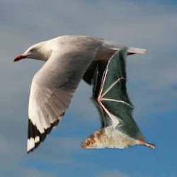 bats birds bird netting vineyard protect crops