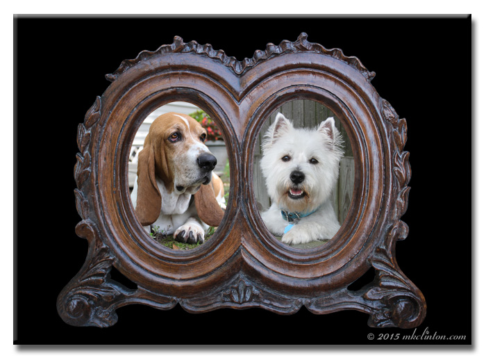 Antique frame with basset and Westie portraits