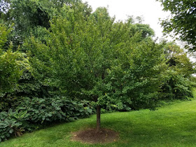 Turf King Hamilton Lawn Care Scale On Purple Sand Cherry