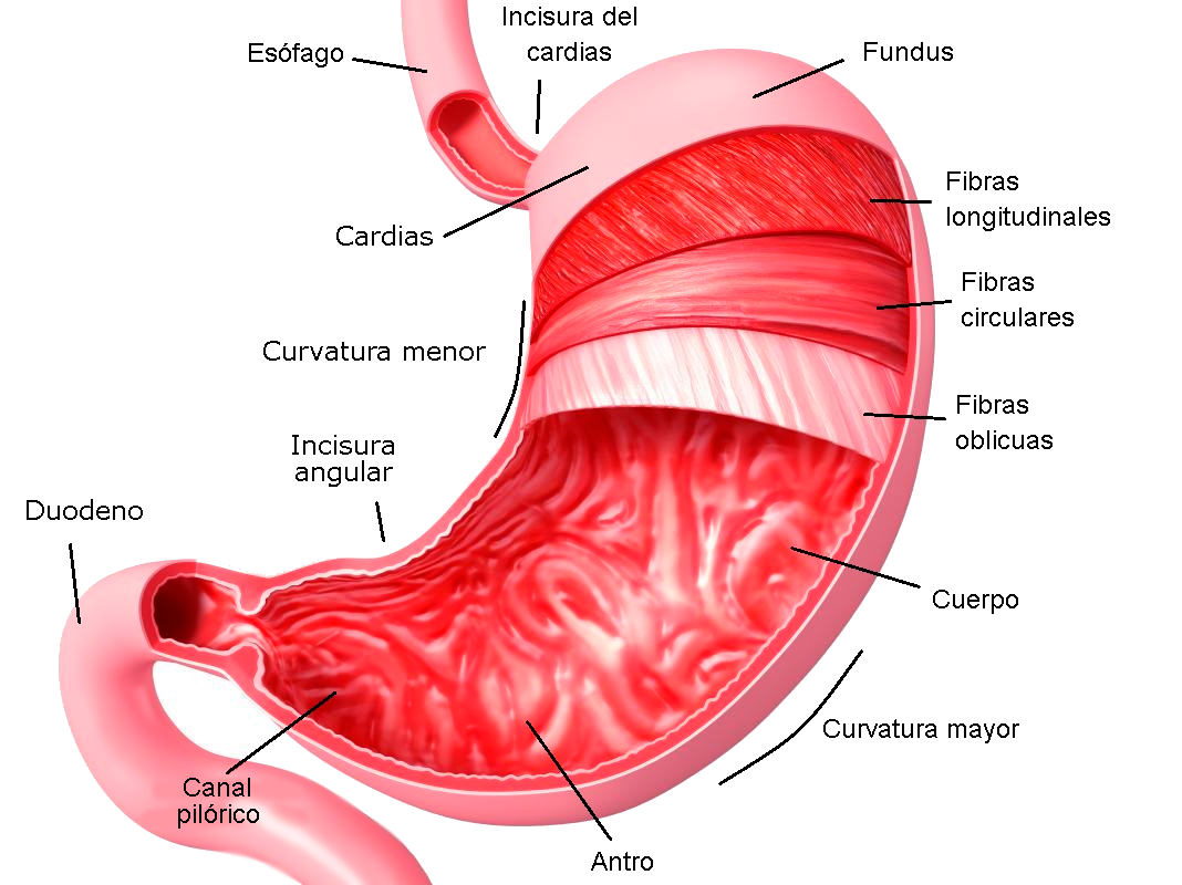 Anatomía del Estomago y sus partes Anatomía del Estomago y sus partes