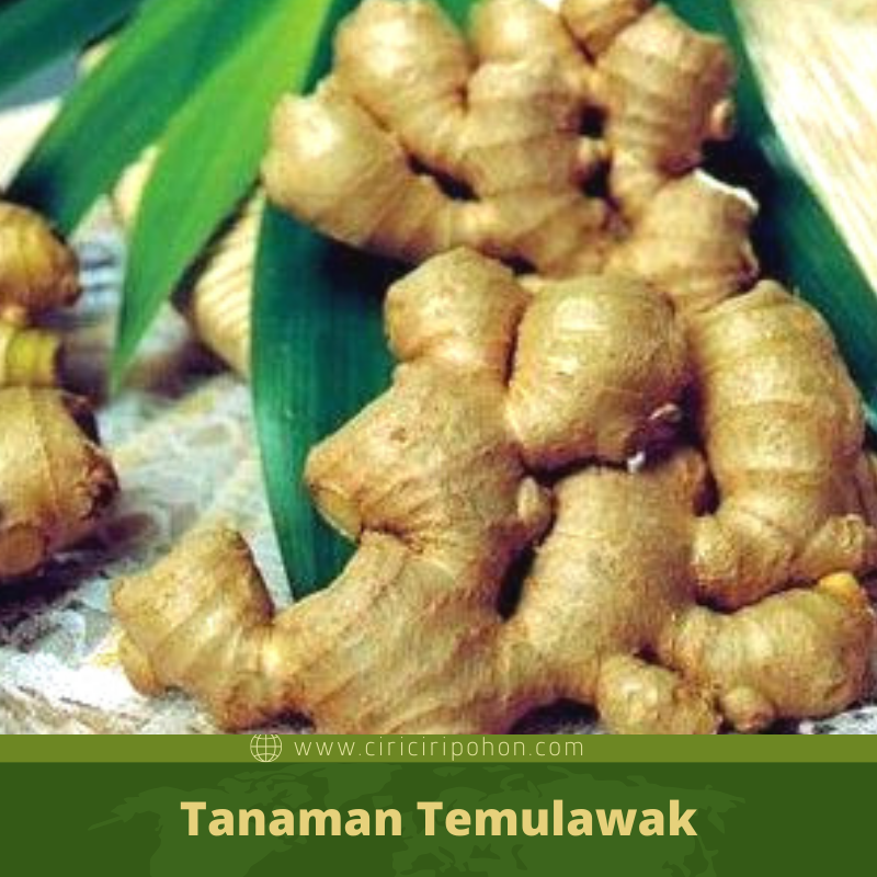 Mengenal Lebih Dalam Tanaman Pohon Temulawak yang Kaya Akan Khasiat