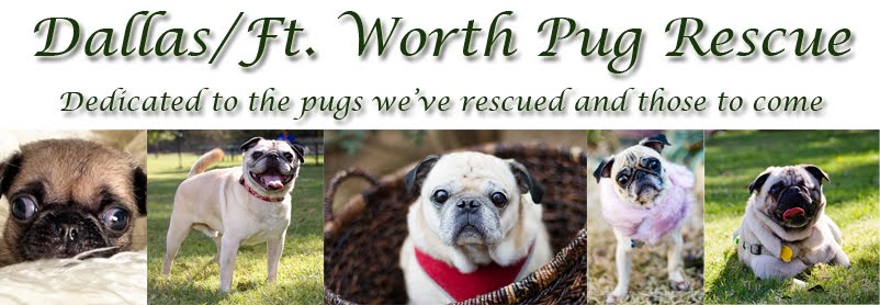 Dallas Fort Worth Pug Rescue