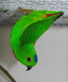 blue crown hanging parrot