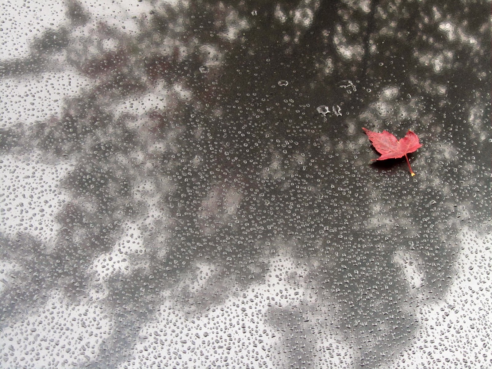 red leaf on a black car with reflection of a tree
