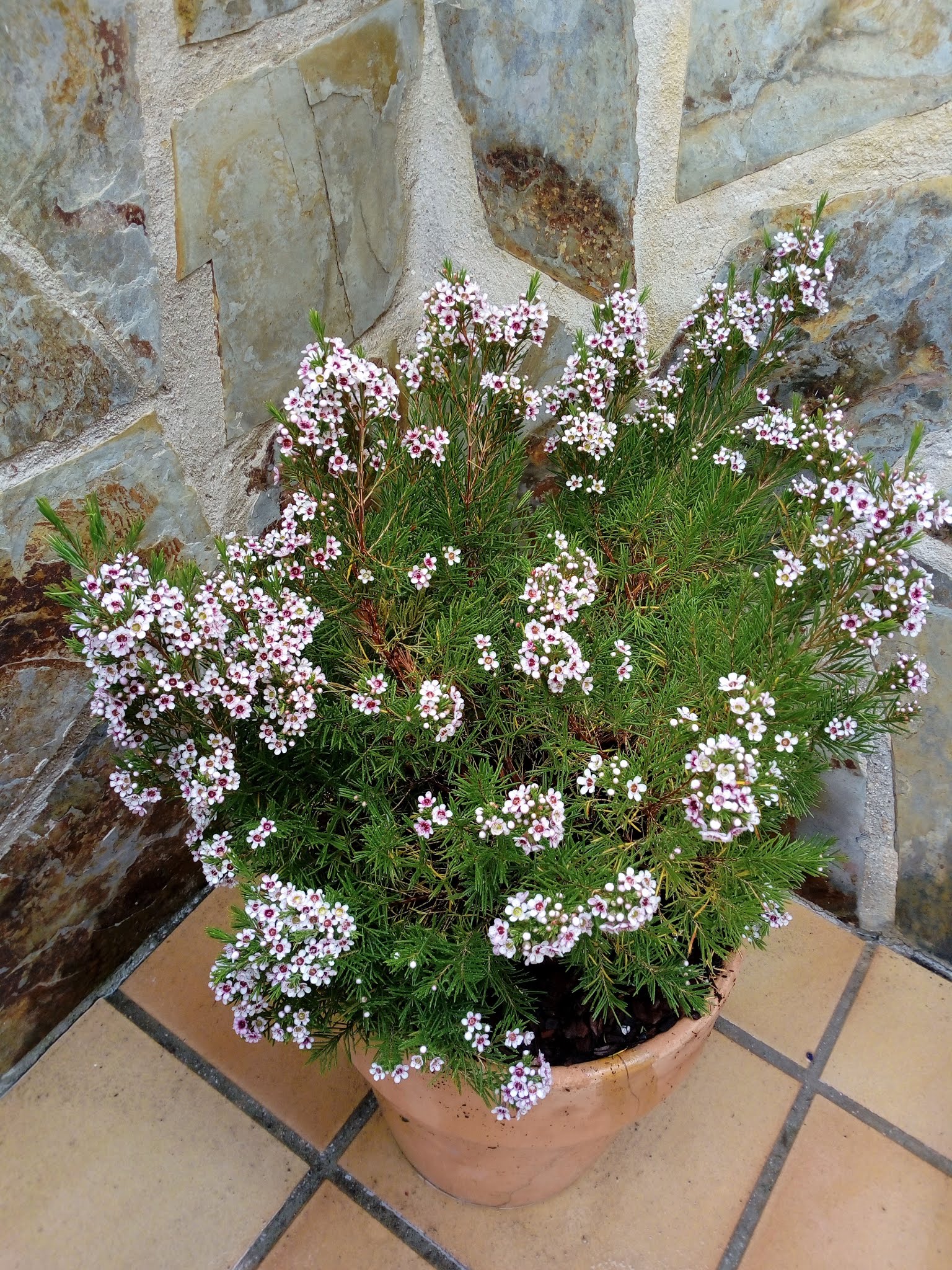 Chamelaucium uncinatum Desf. (Flor de cera).