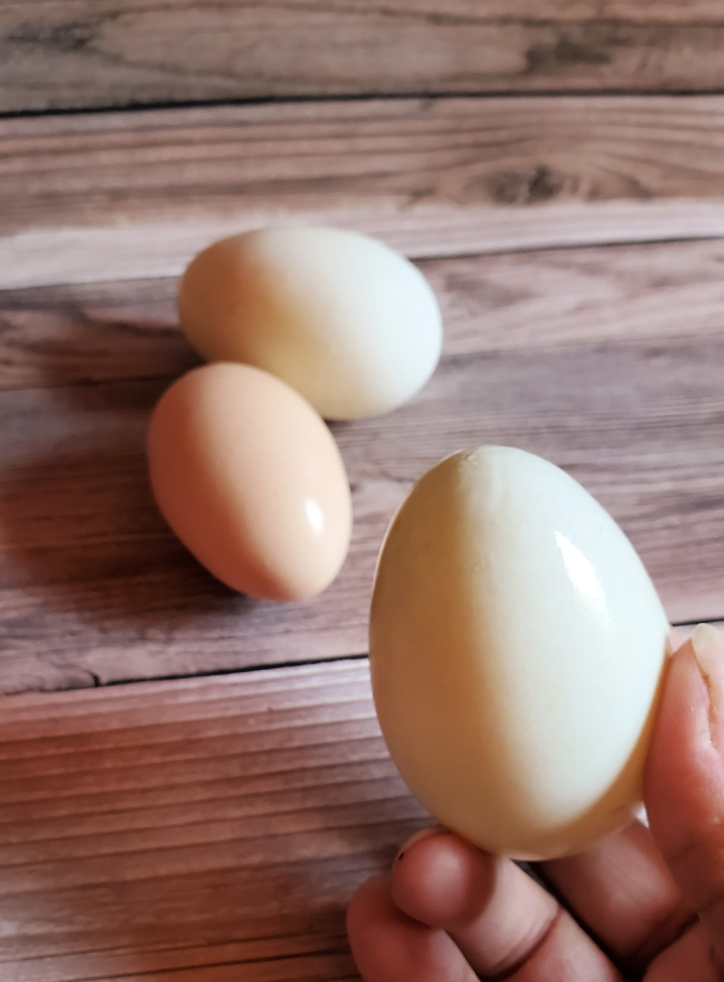 Why Does my Chicken Egg Look Weird? Fresh Eggs Daily® with Lisa Steele