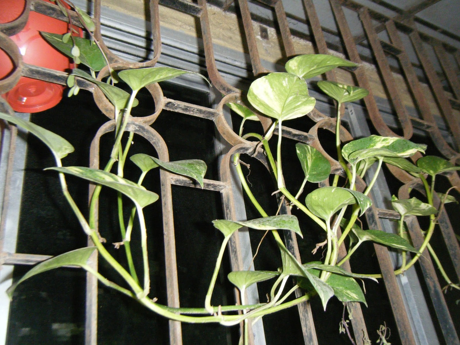 Flora of India Money Plant